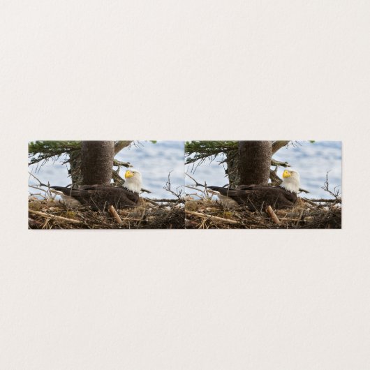 Nesting Bald Eagle (Außenseite Aufgefaltet)