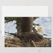Nesting Bald Eagle Briefpapier (Vorne/Hinten)