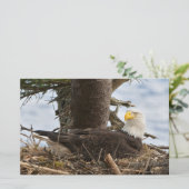 Nesting Bald Eagle Briefpapier (Stehend Vorderseite)