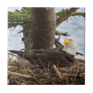 Nesting Bald Eagle Fliese