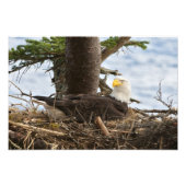 Nesting Bald Eagle Fotodruck (Vorne)