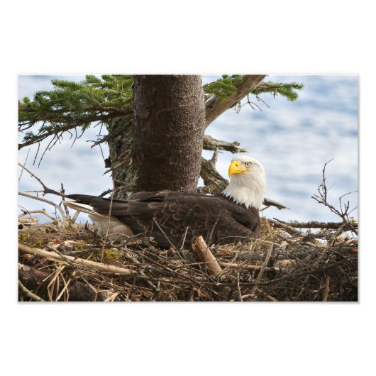 Nesting Bald Eagle Fotodruck (Vorne)
