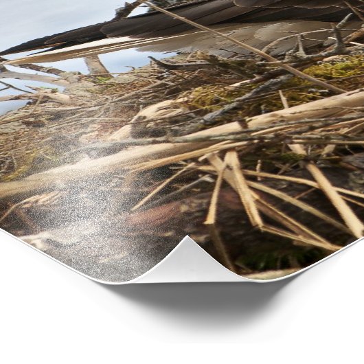 Nesting Bald Eagle Fotodruck (Ecke)