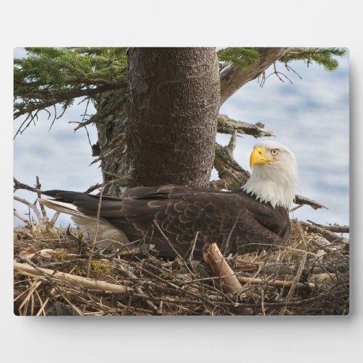 Nesting Bald Eagle Fotoplatte (Vorderseite)