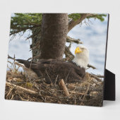 Nesting Bald Eagle Fotoplatte (Seite)