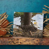 Nesting Bald Eagle Fotoplatte (Seite)