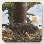 Nesting Bald Eagle Getränkeuntersetzer (Vorderseite)