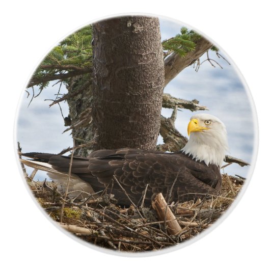 Nesting Bald Eagle Keramikknauf (Vorderseite)