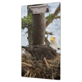 Nesting Bald Eagle Klemmbrett (Links)