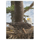 Nesting Bald Eagle Klemmbrett (Rückseite)