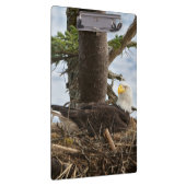 Nesting Bald Eagle Klemmbrett (Rechts)