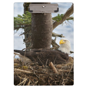 Nesting Bald Eagle Klemmbrett