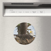Nesting Bald Eagle Magnet (In Situ (Geschirrspüler))