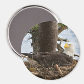 Nesting Bald Eagle Magnet (Vorderseite/Rückseite)