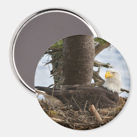Nesting Bald Eagle Magnet (Vorderseite/Rückseite)