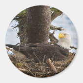 Nesting Bald Eagle Magnet (Vorne)