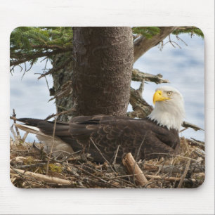 Nesting Bald Eagle Mousepad
