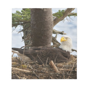 Nesting Bald Eagle Notizblock