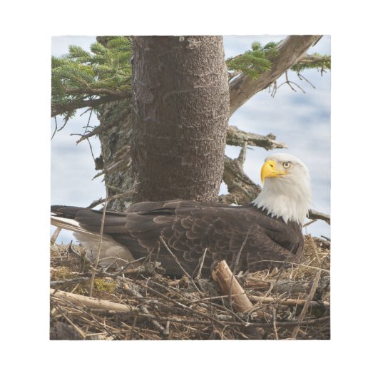 Nesting Bald Eagle Notizblock (Vorderseite)