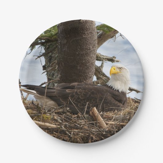 Nesting Bald Eagle Pappteller (Vorderseite)