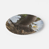 Nesting Bald Eagle Pappteller (Schrägansicht)