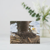 Nesting Bald Eagle Postkarte (Stehend Vorderseite)