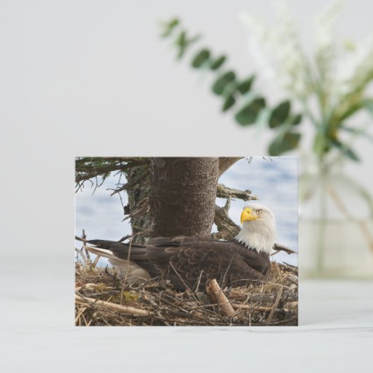 Nesting Bald Eagle Postkarte (Stehend Vorderseite)