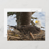 Nesting Bald Eagle Postkarte (Vorne/Hinten)