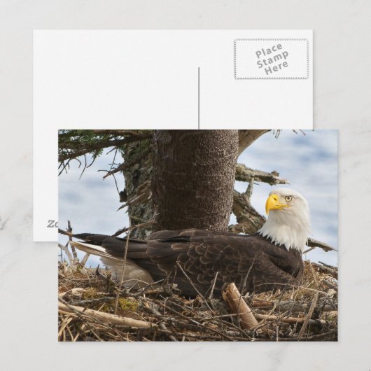 Nesting Bald Eagle Postkarte (Vorne/Hinten)