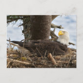 Nesting Bald Eagle Postkarte (Vorderseite)