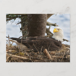 Nesting Bald Eagle Postkarte