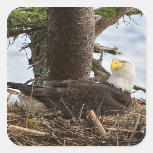 Nesting Bald Eagle Quadratischer Aufkleber (Vorderseite)