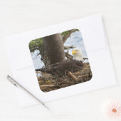 Nesting Bald Eagle Quadratischer Aufkleber (Umschlag)