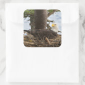 Nesting Bald Eagle Quadratischer Aufkleber (Tasche)
