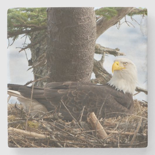 Nesting Bald Eagle Steinuntersetzer (Vorderseite)
