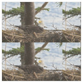 Nesting Bald Eagle Stoff (Nahaufnahme)