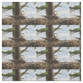 Nesting Bald Eagle Stoff (Muster)