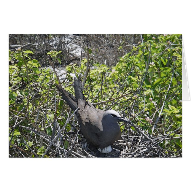 Nesting Bird, Lady Elliot Island (Vorderseite (Horizontal))