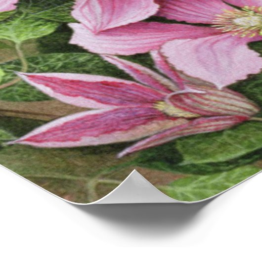 Nesting in Clematis Poster (Ecke)