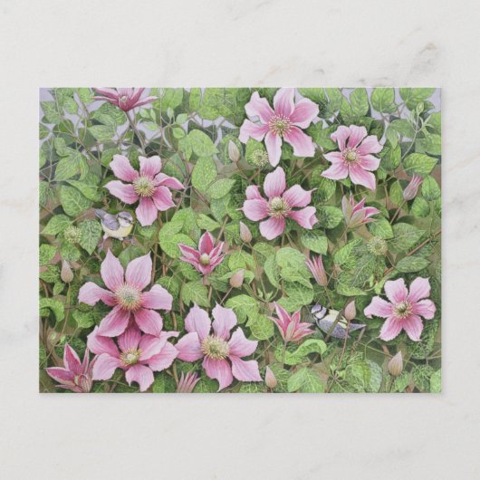Nesting in Clematis Postkarte (Vorderseite)