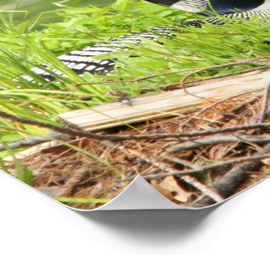 Nesting Loon Print Poster (Ecke)