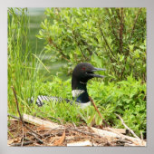 Nesting Loon Print Poster (Vorne)