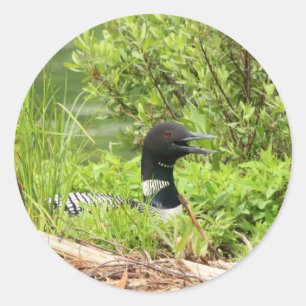 Nesting Loon Stickers