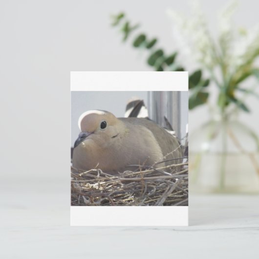 Nesting Mourning Dove Postkarte (Stehend Vorderseite)