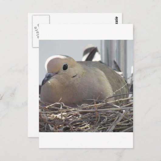 Nesting Mourning Dove Postkarte (Vorne/Hinten)