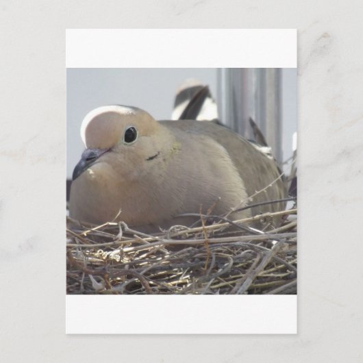 Nesting Mourning Dove Postkarte (Vorderseite)