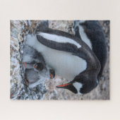 Nesting Penguin and Chicks On Ice Puzzle (Horizontal)