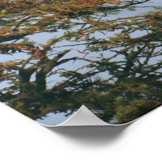 Nesting Vultures Poster (Ecke)