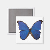 Nestira Marpho Magnet (Vorderseite/Rückseite)