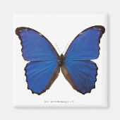 Nestira Marpho Magnet (Vorne)